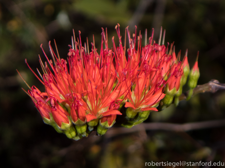 red flower